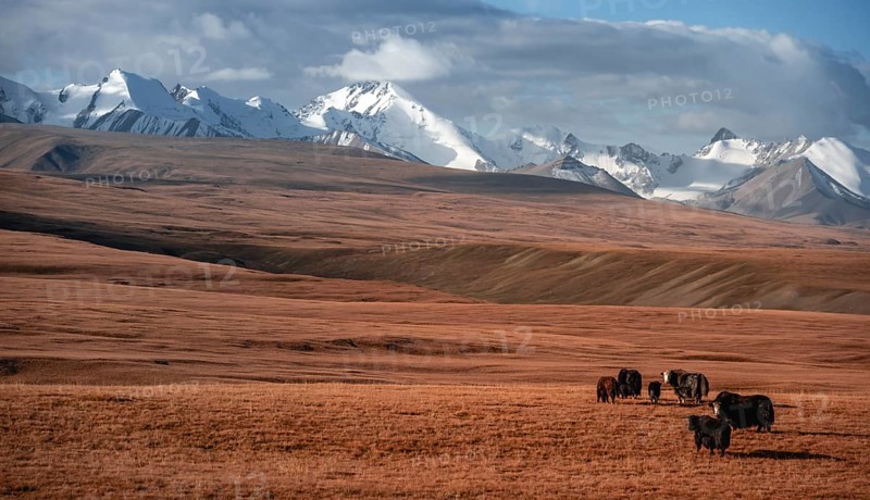 Glaciated and snow-covered mountains, yaks grazing on the plateau in autumnal mountain landscape with yellow grass, Tian Shan, Sky Mountains, Sary Jaz Valley, Kyrgyzstan, Asia