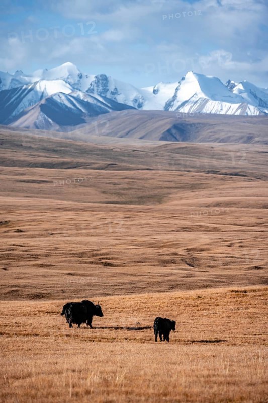 Glaciated and snow-covered mountains, yaks on the plateau in autumnal mountain landscape with yellow grass, Tian Shan, Sky Mountains, Sary Jaz Valley, Kyrgyzstan, Asia