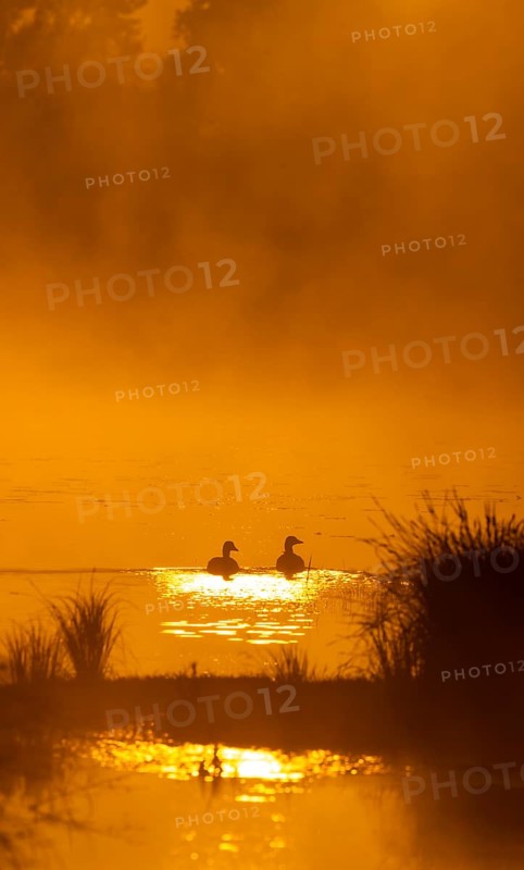 Greylag geese (Anser anser), morning mood, sunlight, backlight, water, Lower Austria