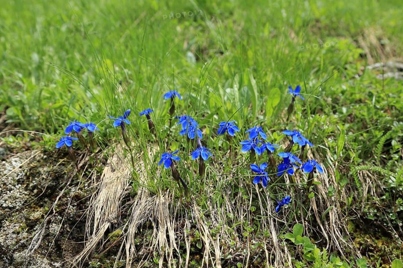 Gentian (Gentiana)