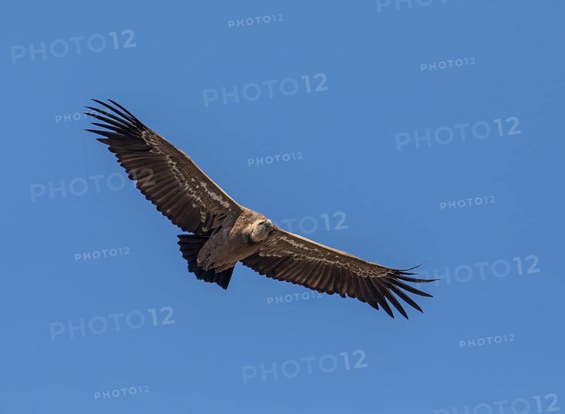 Griffon vulture (Gyps fulvus), Monfraguee National Park, Extremadura, Castilla La Mancha, Spain, Europe
