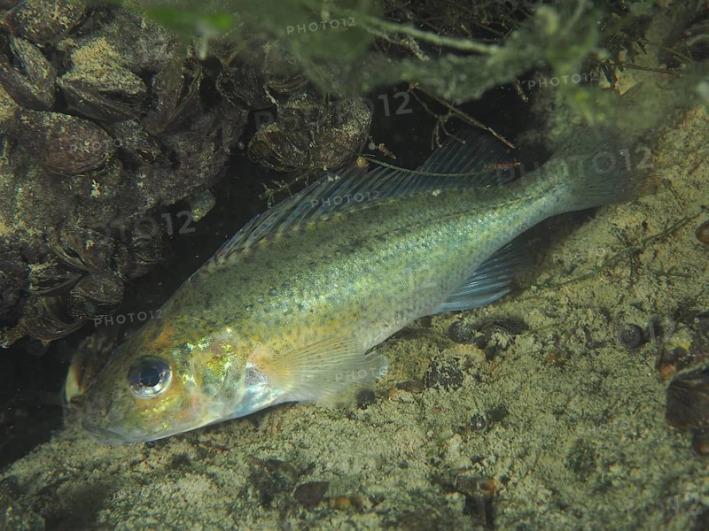 A small fish with sparkling scales, eurasian ruffe (Gymnocephalus cernua), swims over sand. Dive site Zollbruecke, Rheinau, Canton Zurich, Rhine, High Rhine, Switzerland, Germany, Europe