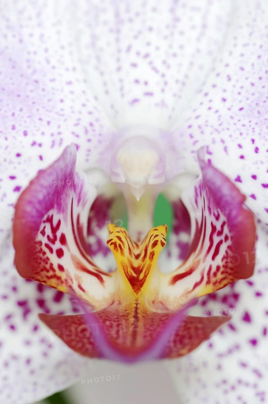 Butterfly orchid (Phalaenopsis), flower detail, houseplant, North Rhine-Westphalia, Germany, Europe
