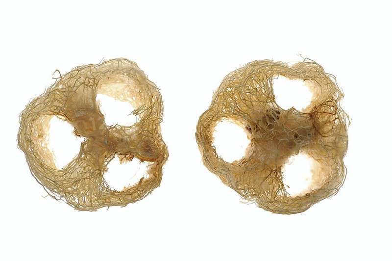 Sponge cucumber (Luffa aegyptiaca, Luffa cylindrica), fibrous interior of the ripe fruit, used as a loofah sponge, massage and bath sponge