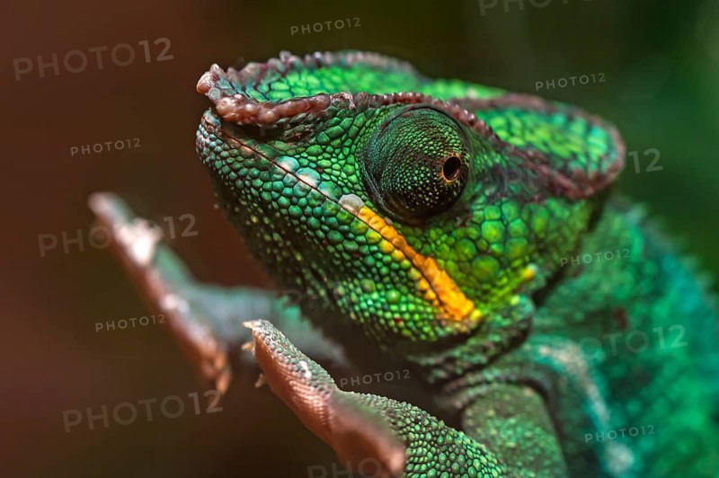 Panther Chameleon, terrarium in the Nuremberg Zoo, Nuremberg, Middle Franconia, Bavaria, Germany, Europe