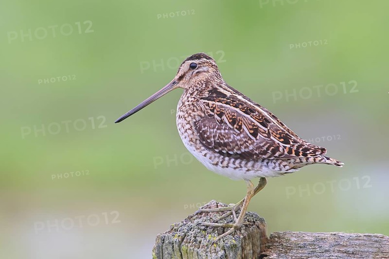 Common snipe (Gallinago gallinago), standing on a pasture fence, snipe birds, wildlife, Ochsenmoor, Naturpark Duemmer See, Huede, Lower Saxony, Germany, Europe