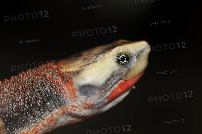 Red-bellied short-necked turtle (Emydura subglobosa), portrait, captive, occurrence in Australia