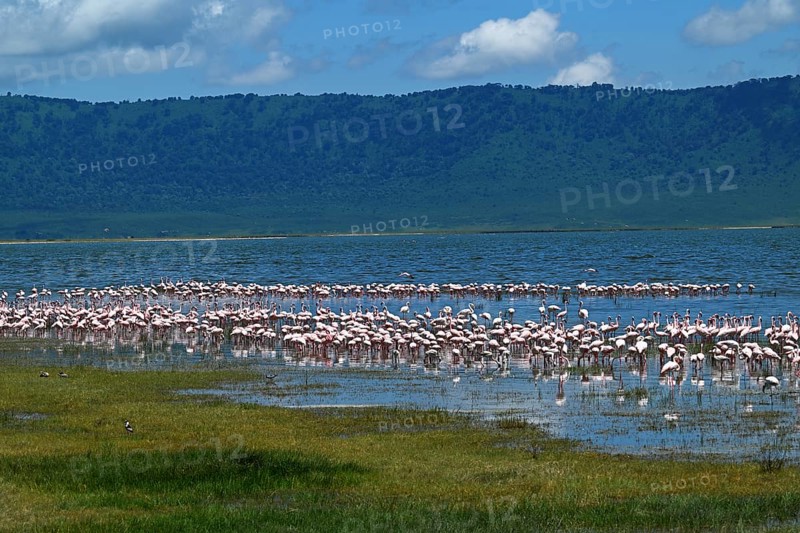 Lesser flamingos (Phoeniconaias minor) and Greater flamingos (Phoenicopterus roseus), Ngorongoro Crater, Ngorongoro Conservation Area, Tanzania, Africa