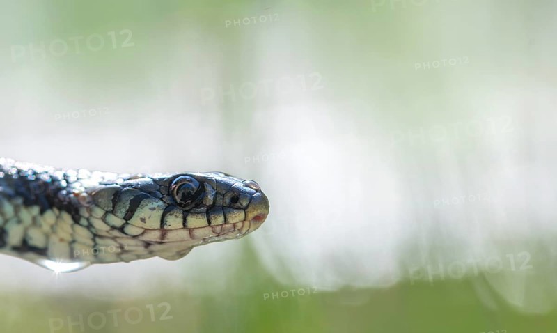 Barred grass snake (Natrix helvetica), close-up of head with water droplets on body, North Rhine-Westphalia, Germany, Europe