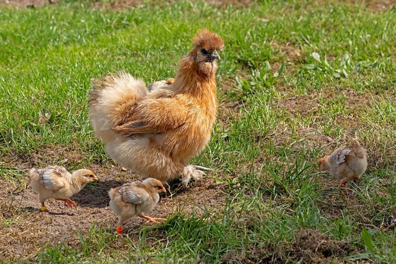 Silk hen with Wyandotte chick, hen, Wittorf, Samtgemeinde Bardowick, Lower Saxony, Germany, Europe