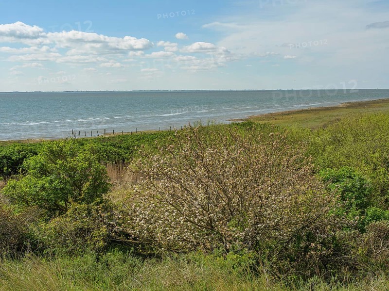 View of the sea, in the foreground green bushes and a wild coast under a blue sky with clouds, dune and hiking trails at the watteenmeer, clouds in the sky, nes, ameland, netherlands