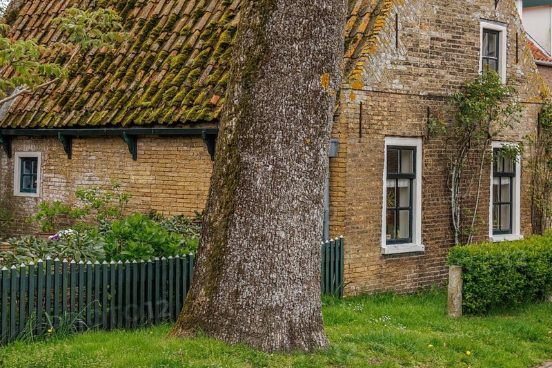 Rustic brick house with moss-covered tiled roof and a large tree in front, old houses with green gardens in a small village, nes, ameland, the netherlands