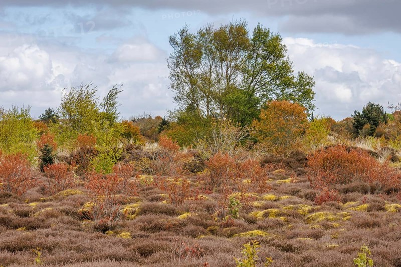 Autumn landscape with extensive heathland, colourful bushes and cloudy sky, grasses and bushes with trees and a hiking trail in a heathland, Nes, Ameland, Netherlands