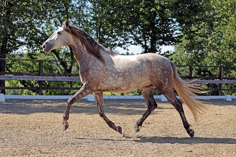Andalusian, Andalusian horse