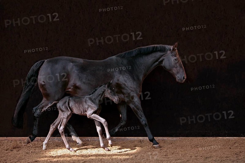 Hanoverian, mare with foal
