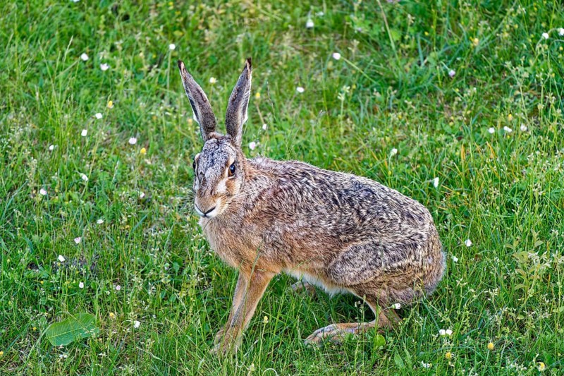 A brown hare (Lepus europaeus) seen from the front sitting in a green meadow surrounded by grazing wildflowers, Wismar, Muehlenteich, Mecklenburg-Western Pomerania, Germany, Europe
