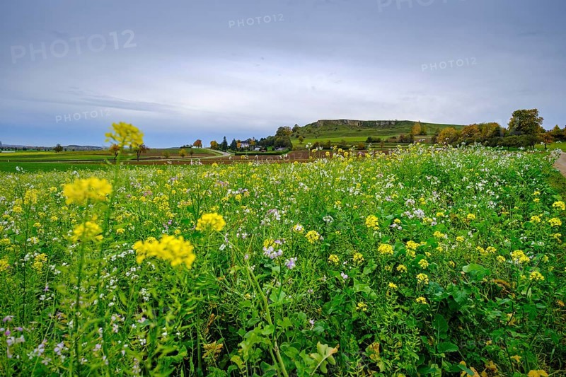 Goldberg, western edge of the Ries crater, Noerdlinger Ries, Ostalbkreis, Baden-Wuerttemberg, Germany, Europe
