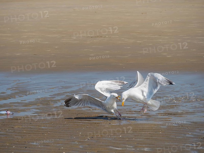 Two seagulls fighting for a fish on the beach while flapping their wings, quarrelling seagulls on a North Sea beach at low tide, larinae, de haan, Belgium, Europe