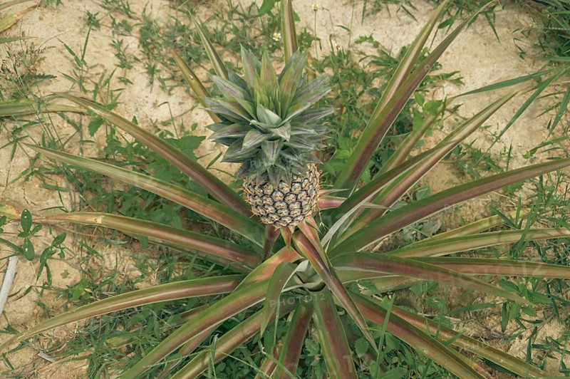 Overhead view of a pineapple plant or Ananas comosus surrounded by sparse green weeds on loose sandy organic farm ground
