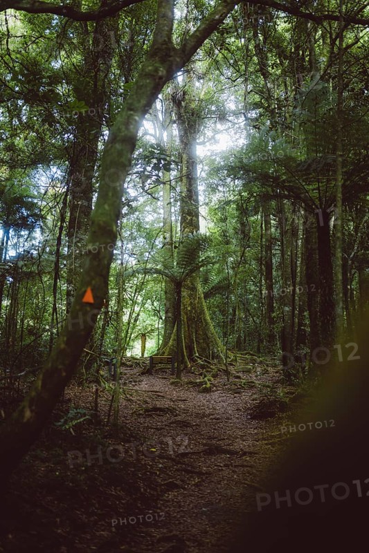 Hike through the forest to a viewpoint in New Zealand. A white pine stretches through the treetop