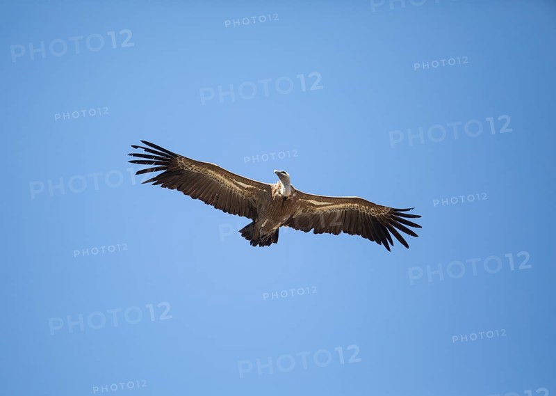 Griffon vulture (Gyps fulvus), Monfraguee National Park, Extremadura, Castilla La Mancha, Spain, Europe