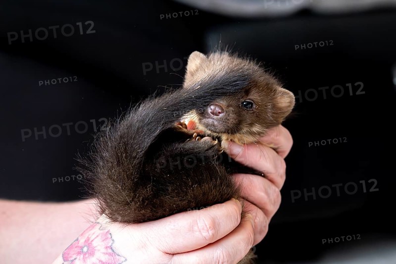 Beech marten (Martes foina), practical animal welfare, young animal is examined after arrival at a wildlife rescue centre, North Rhine-Westphalia, Germany, Europe