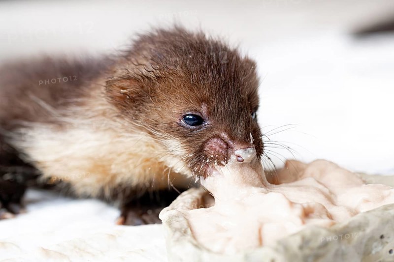 Beech marten (Martes foina), young animal eating from a food bowl in a wildlife rescue centre, North Rhine-Westphalia, Germany, Europe