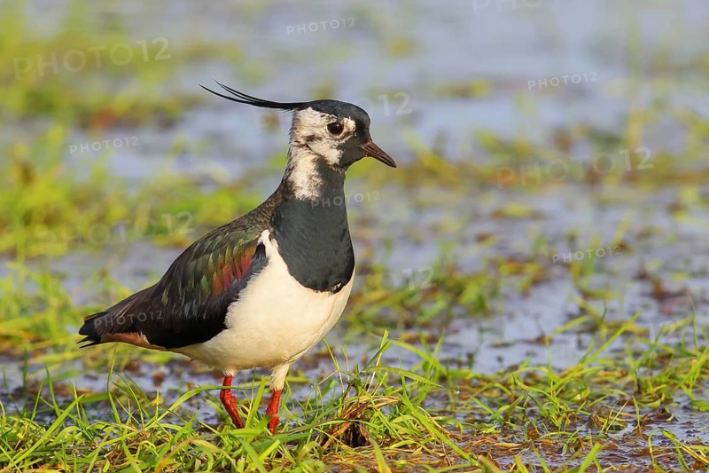 Northern lapwing (Vanellus vanellus), in a wet meadow, Ochsenmoor on Lake Duemmer, Lower Saxony, Germany, Europe