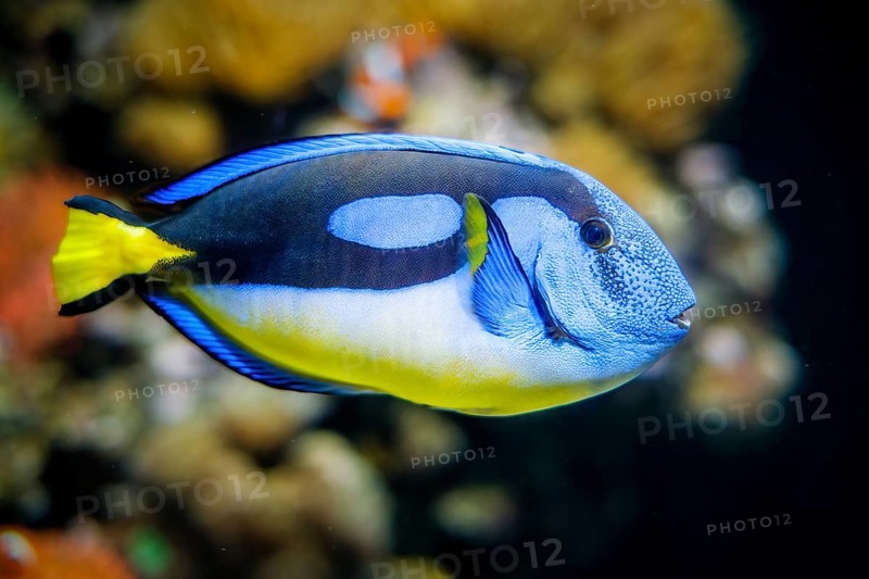 Blue palette surgeonfish Paracanthurus hepatus aka blue tang fish underwater in sea