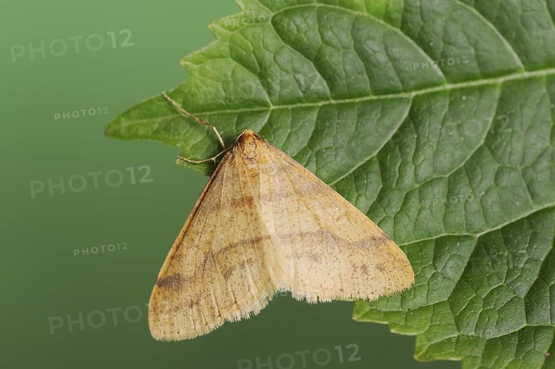 Scarce umber (Agriopis aurantiaria), male, North Rhine-Westphalia, Germany, Europe