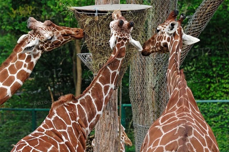 Three reticulated giraffes, Giraffa camelopardalis reticulata, eating from a basket hanging high in the Nuremberg Zoo, Am Tiergarten 30, Nuremberg, Middle Franconia, Bavaria, Germany, Europe