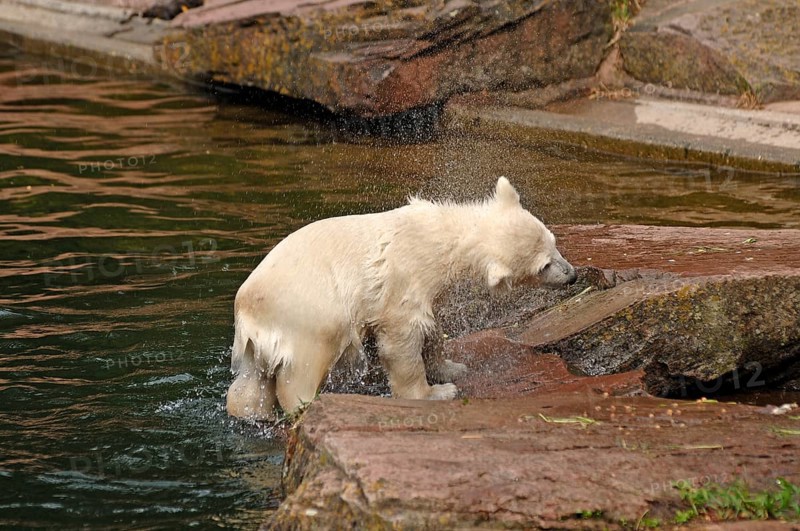Small polar bear (Ursus maritimus) shaking itself dry, Nuremberg Zoo, Am Tiergarten 30, Nuremberg, Middle Franconia, Bavaria, Germany, Europe
