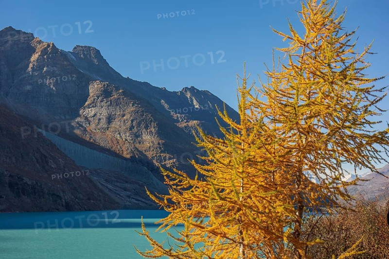 Mountain landscape with a turquoise lake and a yellow autumn tree in the foreground under a clear blue sky, Autumn trees in front of snow-covered mountains, Saas Fee, Switzerland, Europe