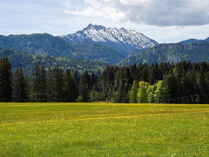 Meadow at the edge of the forest, behind Kammspitze, near Bad Mitterndorf, Styria, Austria, Europe