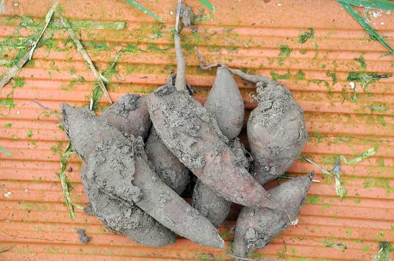 Yacon harvest in a garden