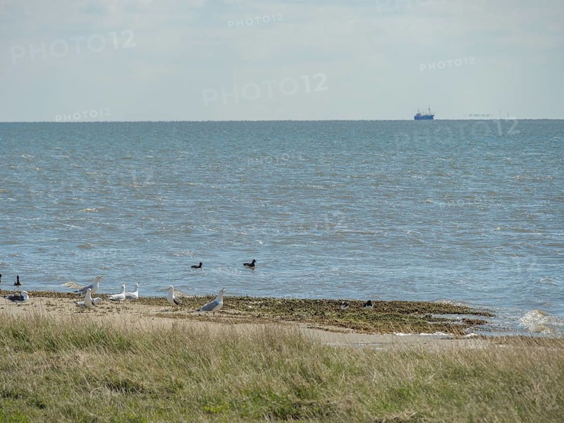 A beach with birds and grassy areas right by the sea in slightly hazy weather, dune and footpaths on the Wadden Sea, clouds in the sky, nes, ameland, netherlands