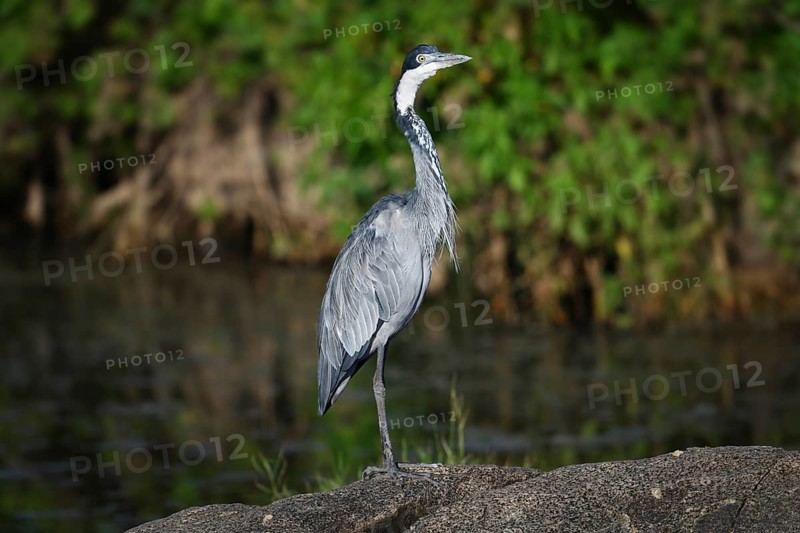Black-headed heron (Ardea melanocephala) stands by a pond, Serengeti National Park, Tanzania, Africa