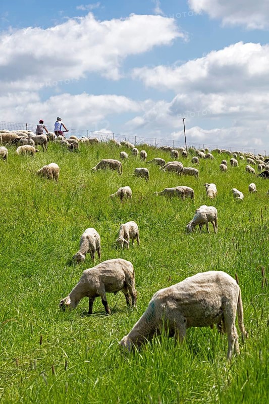 Sheep grazing on the dyke, cyclist, Elbe cycle path near Boizenburg, Mecklenburg-Western Pomerania, Germany, Europe