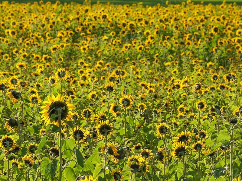 Blooming sunflower field, green leaves and yellow flowers under a clear sky, blooming yellow sunflowers in a field with trees in the background against a blue sky, borken, germany