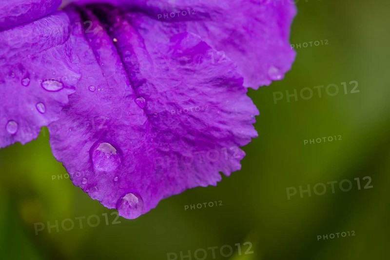 Closeup of delicate maroon colored flower with water droplets on petals and soft green background in Chiang Khan, Thailand, Asia