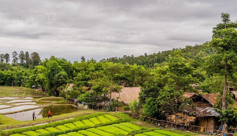 Landscape of Five Hill Tribes Village house and rice paddies with unidentified people working in the fields in Thailand