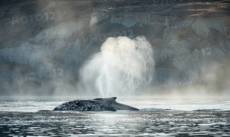 A serene scene of a gray whale spouting mist into the air as it surfaces AI generated