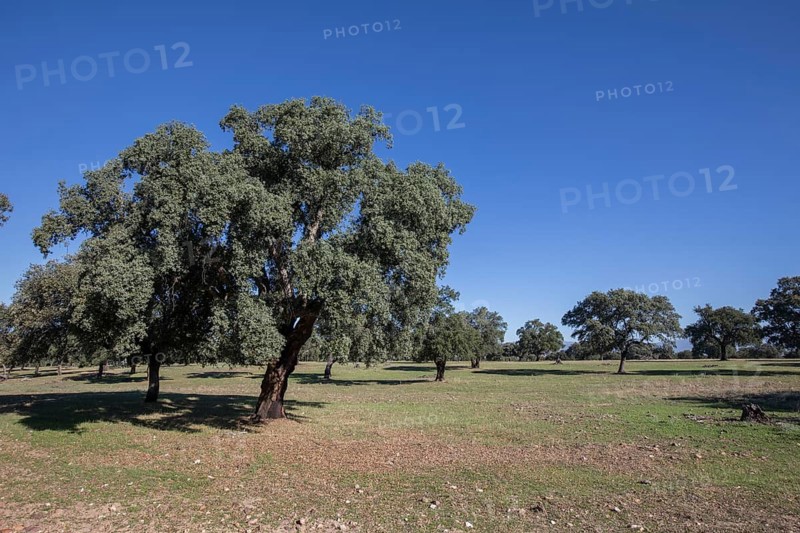 Quercus faginea (Quercus faginea subsp. broteroi) in the Monfraguee National Park, Extremadura, Castilla La Mancha, Spain, Europe