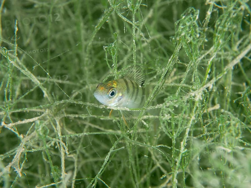 A small fish, juvenile european perch (Perca fluviatilis), hides in the midst of underwater flora. Dive site Schoggiwand, Lake Zurich, Kilchberg, Zurich, Switzerland, Europe