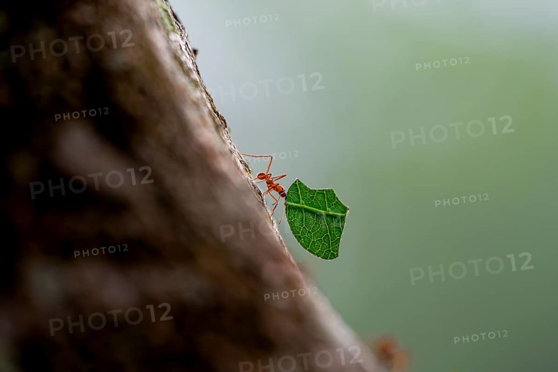 Leaf-cutter ant (Atta cephalotes) carrying a piece of leaf, rainforest, Tortuguero National Park, Costa Rica, Central America