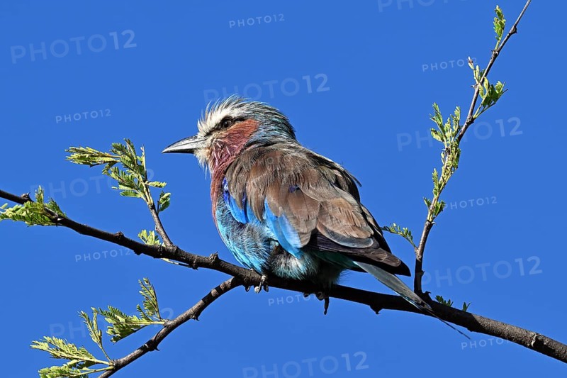 Lilac-breasted Roller (Coracias caudatus), perched on a branch, Serengeti National park, Tanzania, Africa