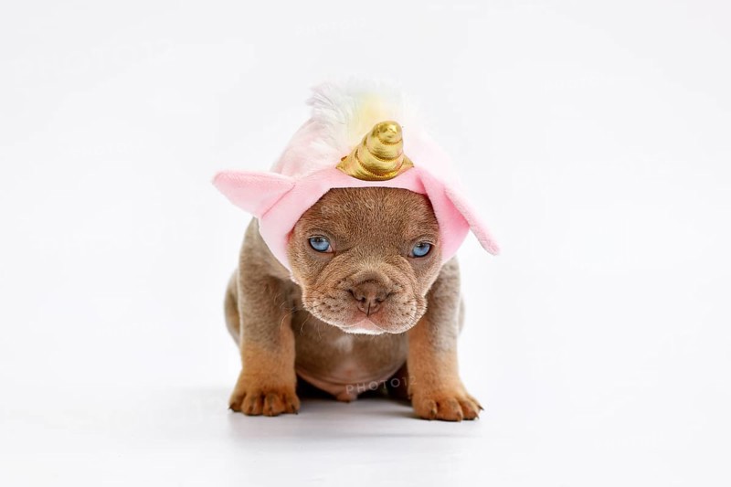 Cute French Bulldog dog puppy with cute pink unicorn hat with golden horn