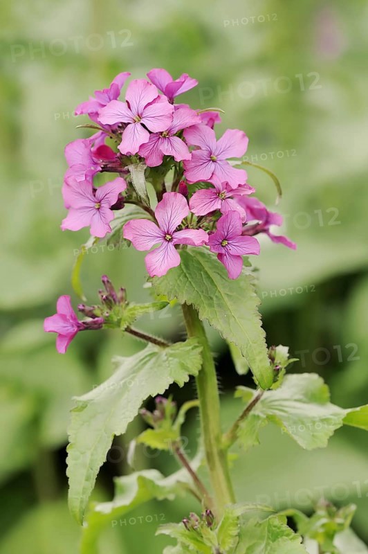 Dame's rocket (Hesperis matronalis), flowers, North Rhine-Westphalia, Germany, Europe