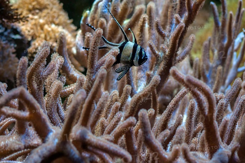 Angelfish (Pterophyllum scalareinmitten) of corals, zoo, Nuremberg, Middle Franconia, Bavaria, Germany, Europe