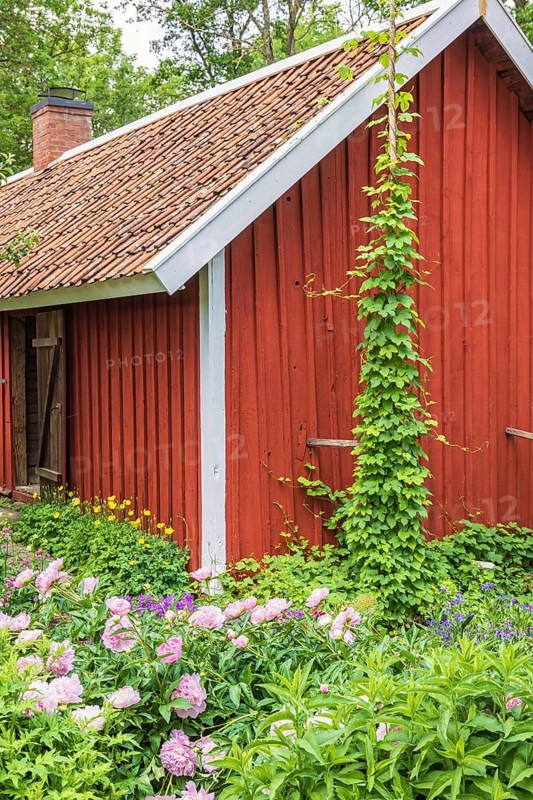 Lush green flowering garden by a redd wooden croft, Sweden, Europe
